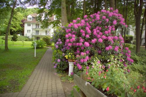 a bunch of pink flowers in a garden at Parkhotel am Taunus in Oberursel
