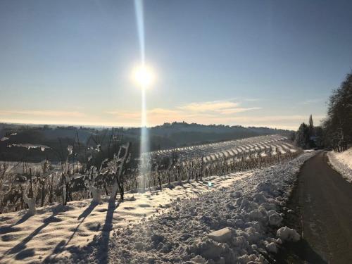 eine schneebedeckte Straße mit einer Reihe von Reben in der Unterkunft Turistična kmetija HLEBEC in Kog