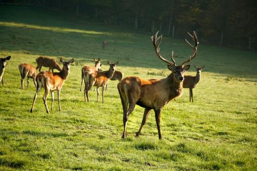 a herd of deer standing in a field of grass at Giglerhof in Bad Birnbach