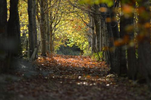 a path in the autumn forest with leaves on the ground at Aslan in Chipping Norton