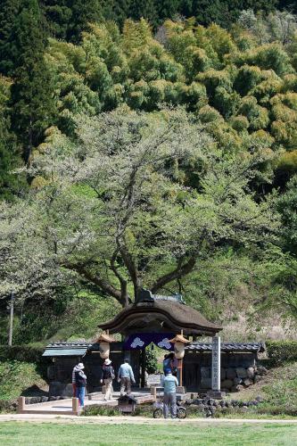 a group of people standing in front of a tree at Dormy Inn Premium Fukui Natural Hot Spring in Fukui