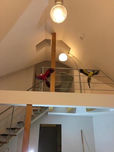 two birds perched on a shelf in a room at Ferienimspessart OG in Bad Soden-Salmünster