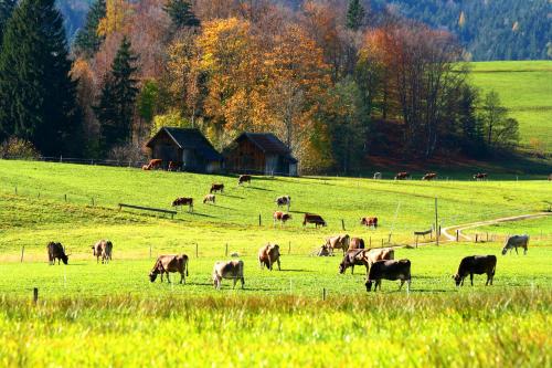 a herd of cows grazing in a field at Haus Stangl in Bad Aussee