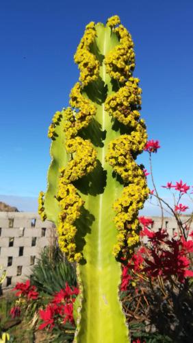 a tall green plant with yellow flowers on it at Finca La Punta in Icod de los Vinos