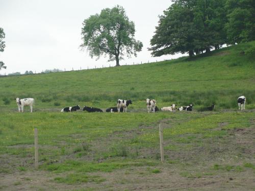 アパートメントの敷地内または近くにいる動物