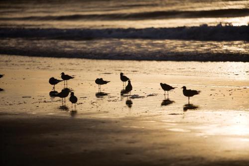 a group of birds standing on the beach at Marina Inn at Grande Dunes in Myrtle Beach