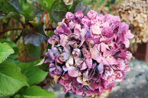 a bunch of purple flowers on a plant at Casa D'Avo Beatriz in Gaula