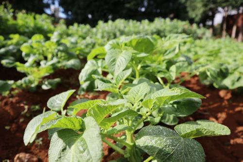 a row of green plants in a field at Casa D'Avo Beatriz in Gaula