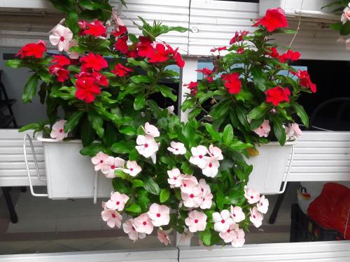 a bunch of red and white flowers in white pots at apartman-maja-krk in Krk