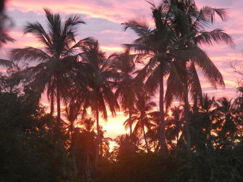 a group of palm trees in front of a sunset at Sunshine Cafe in Tangalle
