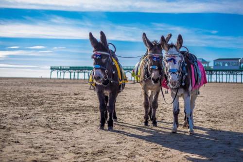 two horses pulling a carriage on the beach at Cumbria Guest House in Lytham St Annes