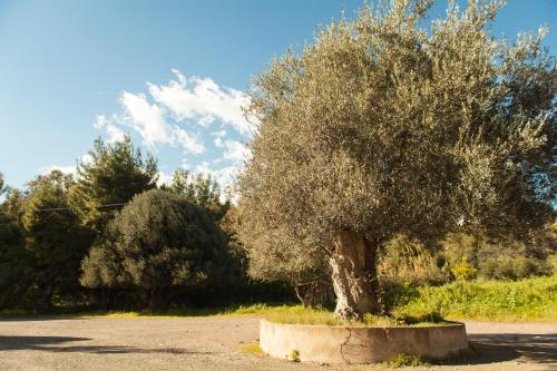a tree in a concrete stump in the middle of a road at L'Albero in Porto Empedocle