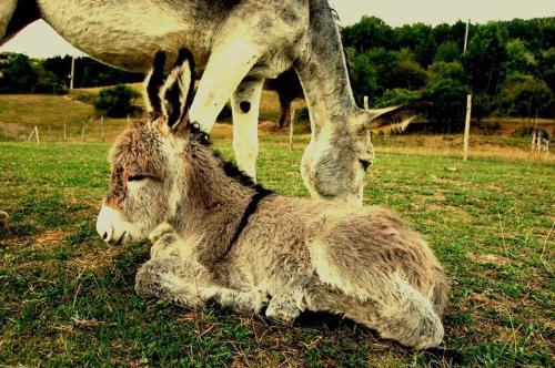 a donkey laying in the grass next to a giraffe at Ciuchi House in Cantalupo Ligure