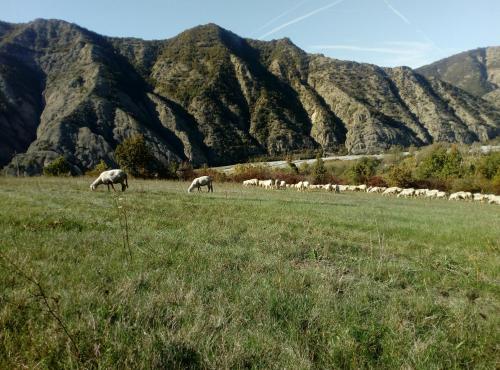 two horses grazing in a field with a herd of sheep at Ciuchi House in Cantalupo Ligure