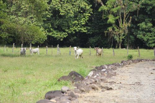 a group of animals standing in a field at Horquetas River Lodge in Sarapiquí