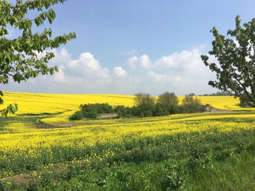 a yellow rapeseed field with a road in the middle at Villa Lea Lee in Strehlow