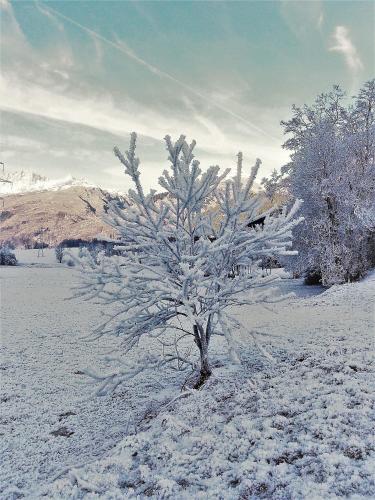 a tree in a field covered in snow at Ferme Saint-Aubin in Sainte-Foy-Tarentaise