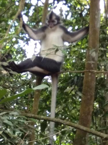 ブキットラワンにあるJungle treking & Jungle Tour if you want to stay here,you must book treking only with usのギャラリーの写真