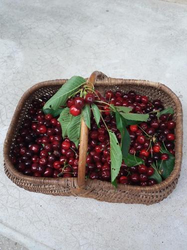 un panier rempli de cerises et de feuilles. dans l'établissement Les Copains d'Abord, à Beaucroissant