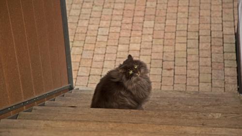 a black cat sitting on the steps of a door at Conny's B&B in Niederweningen