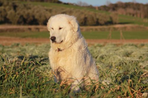 a white dog sitting in a field of tall grass at Agriturismo La Talpa in Marsiliana