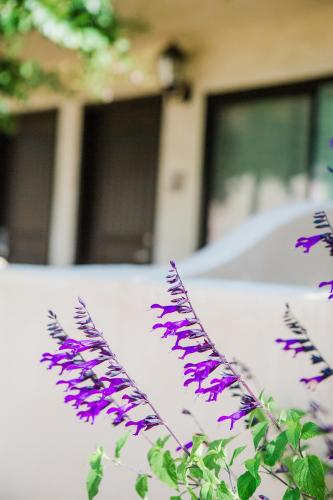 a group of purple flowers in front of a car at Casa Ojai Inn in Ojai