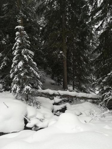 a group of trees covered in snow in a forest at Ferienwohnung Abraham in Nauders