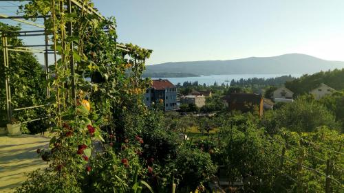 a view of a bunch of plants in a garden at Apartmani Bosco in Tivat