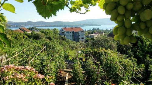 a view from a vineyard with a building in the background at Apartmani Bosco in Tivat