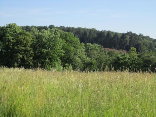 a field of tall grass with trees in the background at Ferienwohnung Erlenhof in Engelskirchen