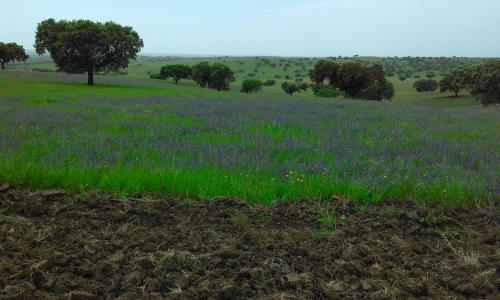 a field of purple flowers and trees in a field at Casa BENVINDHA in Degolados