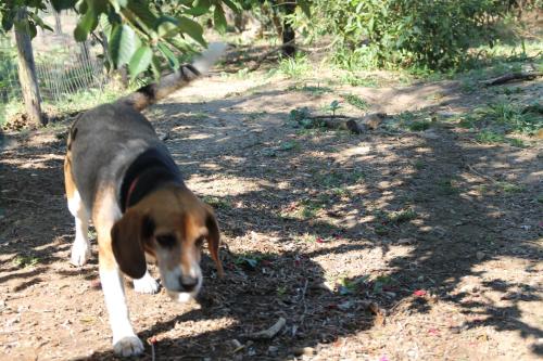 a brown and white dog walking down a dirt road at Agriturismo Piccolo Paradiso in Piano di Sorrento