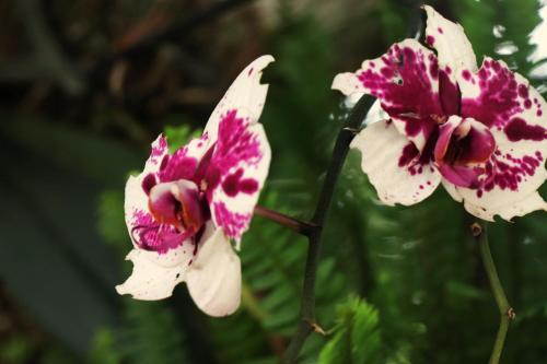 two pink and white flowers on a plant at Pousada Santa Thereza in Serra Negra