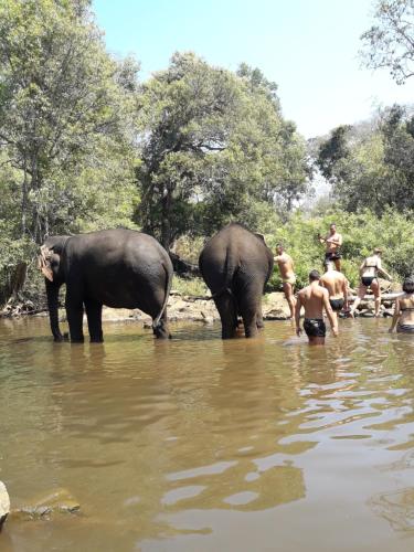 two elephants and people in the water with two men at Greenhouse Retreat in Sen Monorom