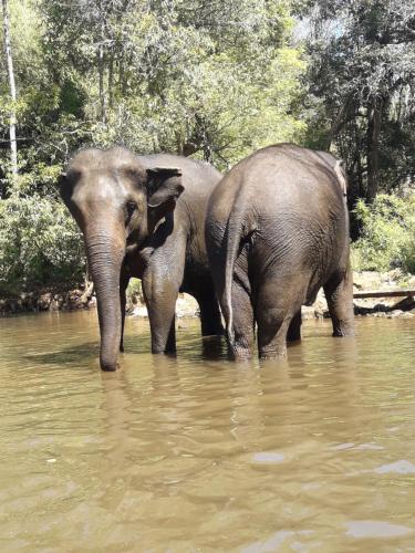 two elephants standing in a body of water at Greenhouse Retreat in Sen Monorom