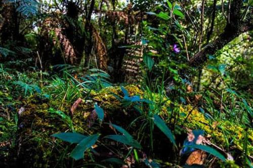 a forest filled with lots of green plants and trees at Chales Boa Vista in Monte Verde