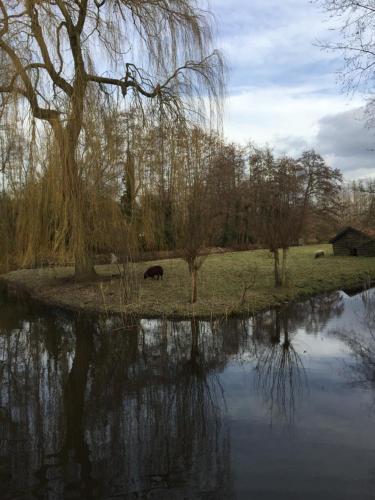 a cow grazing in a field next to a body of water at Bed & Breakfast Kortenhoefsedijk in Kortenhoef