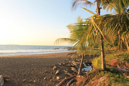 a beach with a palm tree and the ocean at Life for Life Hostel Drake Bay Home of Sea Turtle Marine Conservation Project Osa Peninsula near San Josecito Beach in Drake