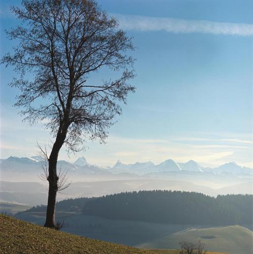 a tree on top of a hill with water and mountains at BnB SchlafSchloss in Sumiswald