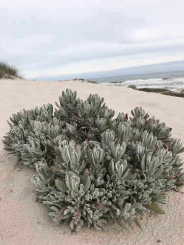 a green plant sitting on a sandy beach at Thyme & Tide Beach Villa in Yzerfontein