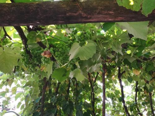 a bunch of grapes hanging from a vine at Wirtshaus Restaurant Pension Steirerland in Mureck