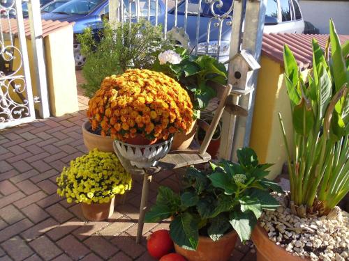 a group of potted plants sitting on a patio at Hotel & Gästehaus Im Ziegelweg KLIMATISIERT Eintrittskarten für den Europa-Park erhalten Sie garantiert über uns in Rust