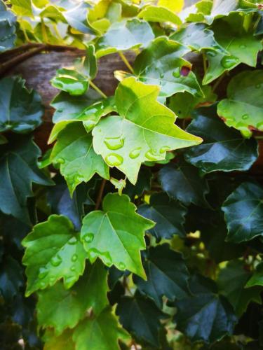 a plant with green leaves with water droplets on it at Agriturismo Costa di Campo in Vernazza