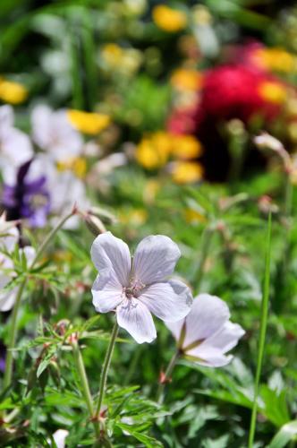 a purple flower in a field of flowers at The Swallows Rest Bed & Breakfast in Brigstock
