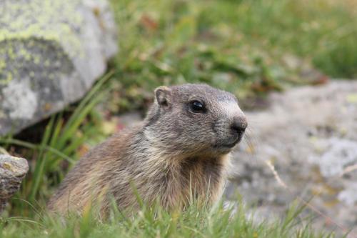 a ground squirrel standing in the grass at Rifugio Ghiacciaio dei Forni in Valfurva