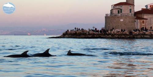 two dolphins in the water in front of a lighthouse at Studio Carmen in Piran