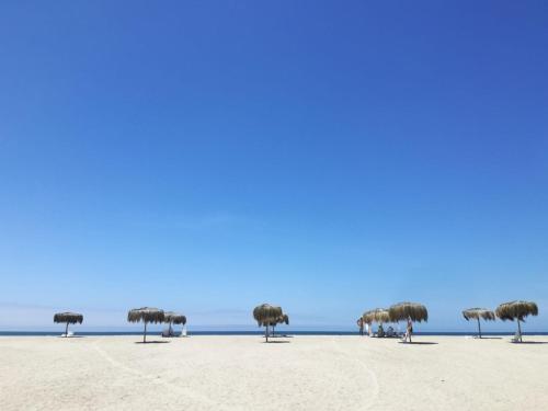 a beach with trees and the ocean in the background at Las palmeras de bocapan in Tumbes