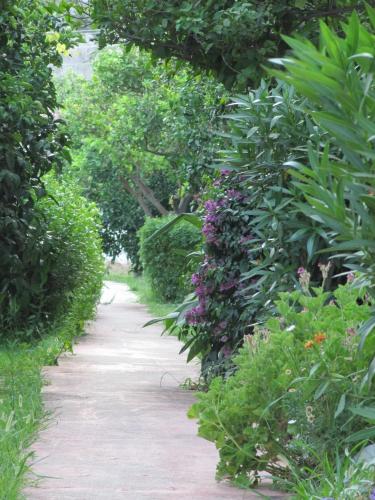 a path through a garden with plants and flowers at Baris Pension & Bungalows in Cıralı