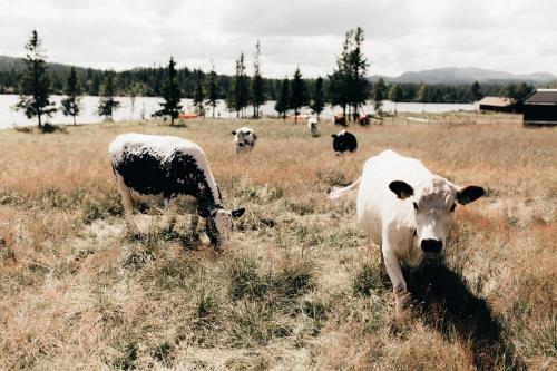 a group of cows grazing in a field at Tuddal Høyfjellshotel in Tuddal