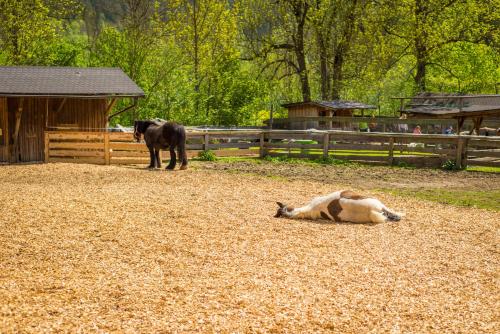 a cow laying on the ground next to a horse at Kinderhotel Appelhof in Mürzsteg